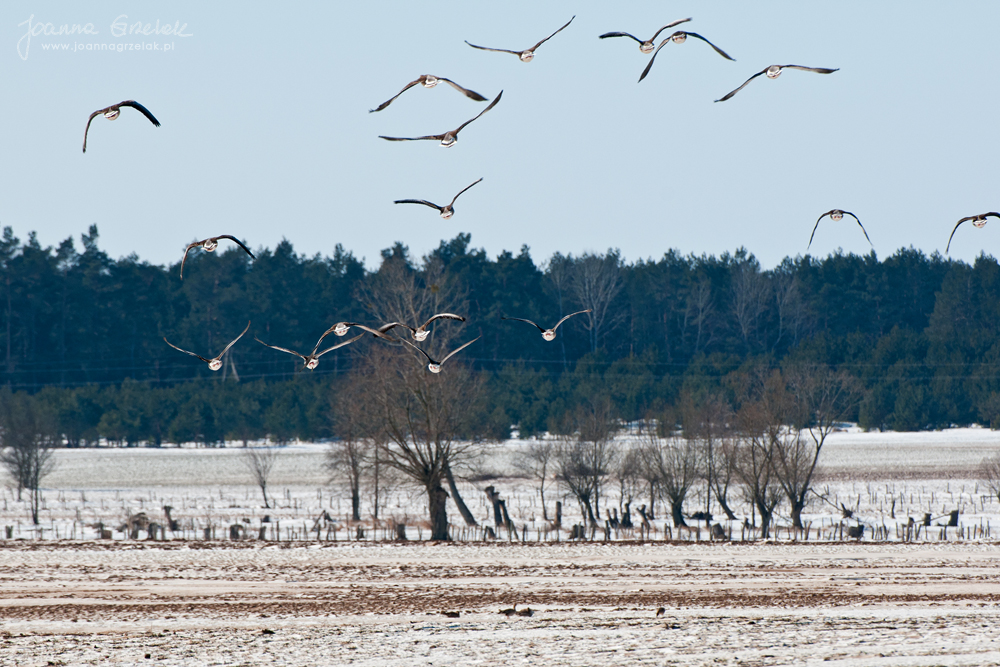 016_Biebrza - marzec 2013.jpg